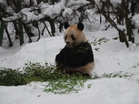 Winter im Tiergarten bei den Panda-Bären